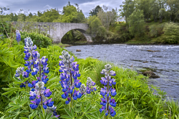 Lupines Flowering along the River Spey Picture Board by Arterra 