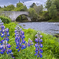 Buy canvas prints of Lupines Flowering along the River Spey by Arterra 