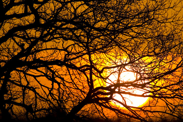 Silhouetted Tree Branches at Sunset Picture Board by Arterra 