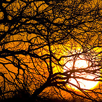 Buy canvas prints of Silhouetted Tree Branches at Sunset by Arterra 