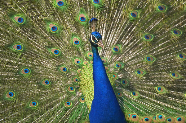Peacock Picture Board by Arterra 