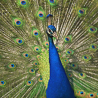 Buy canvas prints of Peacock by Arterra 