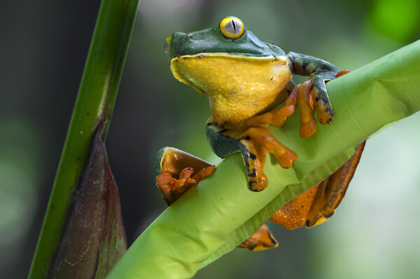 Splendid Leaf Frog Picture Board by Arterra 