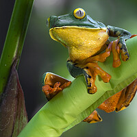 Buy canvas prints of Splendid Leaf Frog by Arterra 