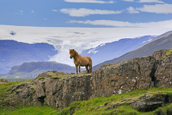 Icelandic horse Picture Board by Arterra 