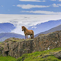 Buy canvas prints of Icelandic horse by Arterra 