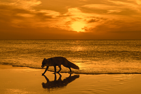 Red Fox on the Beach at Sunset Picture Board by Arterra 