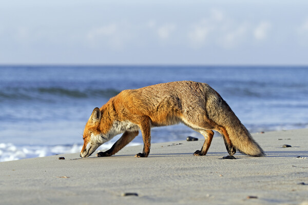 Red Fox on the Beach Picture Board by Arterra 