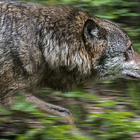 Buy canvas prints of Hunting Grey Wolf by Arterra 