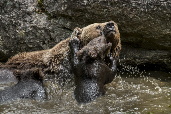 Mother Bear with Cubs in Pond Picture Board by Arterra 