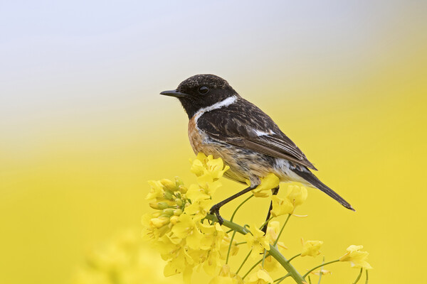 European Stonechat Picture Board by Arterra 