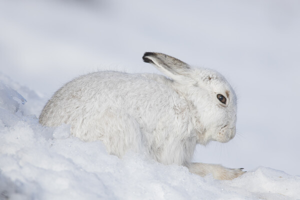 Mountain Hare in Winter, Scotland Picture Board by Arterra 