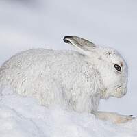 Buy canvas prints of Mountain Hare in Winter, Scotland by Arterra 