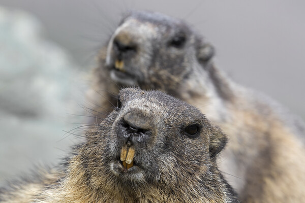 Two Alpine Marmots Picture Board by Arterra 