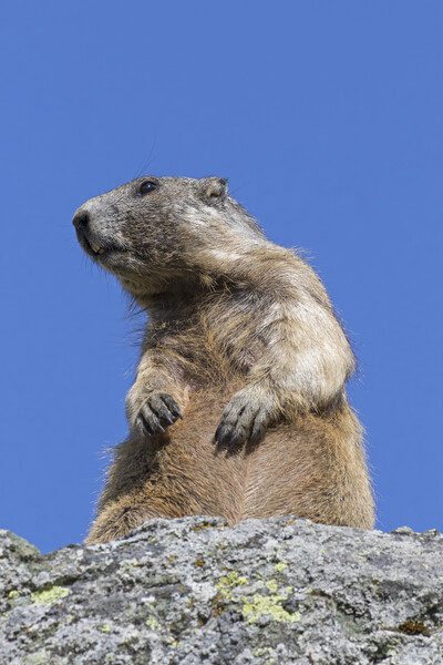 Alert Alpine Marmot Picture Board by Arterra 