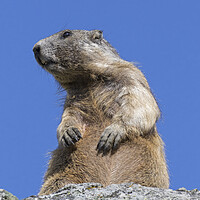 Buy canvas prints of Alert Alpine Marmot by Arterra 
