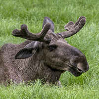 Buy canvas prints of Moose Bull in Spring by Arterra 