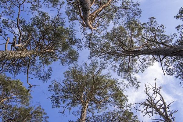 Scots Pine Trees Picture Board by Arterra 