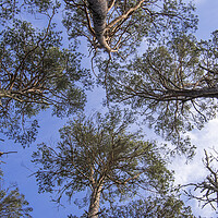 Buy canvas prints of Scots Pine Trees by Arterra 
