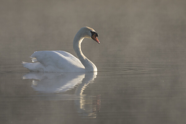 Mute Swan Swimming in Morning Mist Picture Board by Arterra 