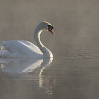 Buy canvas prints of Mute Swan Swimming in Morning Mist by Arterra 