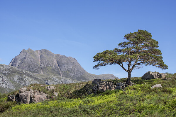 Slioch and Scots Pine Tree, Scotland Picture Board by Arterra 
