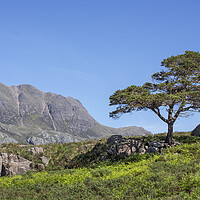 Buy canvas prints of Slioch and Scots Pine Tree, Scotland by Arterra 