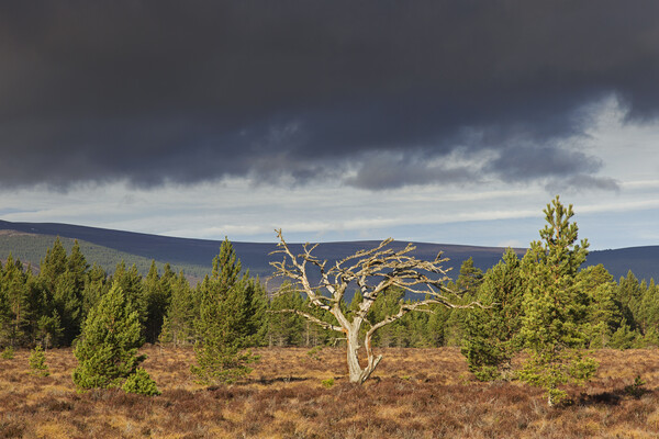 Dead Tree in Cairngorms National Park, Scotland Picture Board by Arterra 