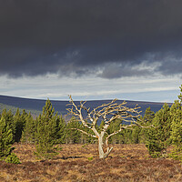 Buy canvas prints of Dead Tree in Cairngorms National Park, Scotland by Arterra 