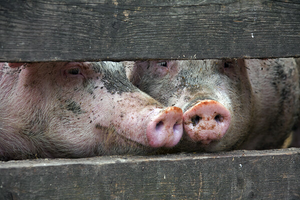 Two Curious Pigs Picture Board by Arterra 