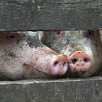 Buy canvas prints of Two Curious Pigs by Arterra 