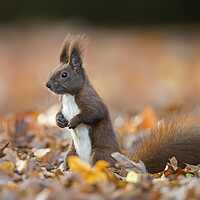 Buy canvas prints of Red Squirrel by Arterra 