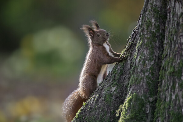 Red Squirrel Climbing Tree Picture Board by Arterra 