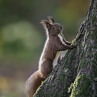 Buy canvas prints of Red Squirrel Climbing Tree by Arterra 