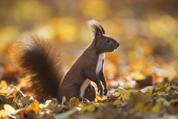 Red Squirrel in Autumn Forest Picture Board by Arterra 