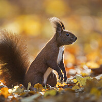 Buy canvas prints of Red Squirrel in Autumn Forest by Arterra 