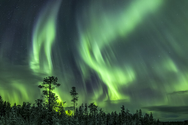 Northern Lights in Sweden Picture Board by Arterra 
