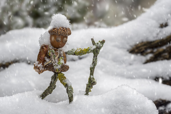 Little Acorn Man Hiking in the Snow Picture Board by Arterra 