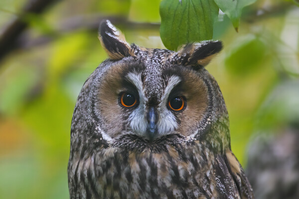 Long-eared Owl Picture Board by Arterra 