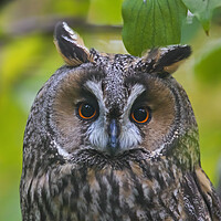 Buy canvas prints of Long-eared Owl by Arterra 