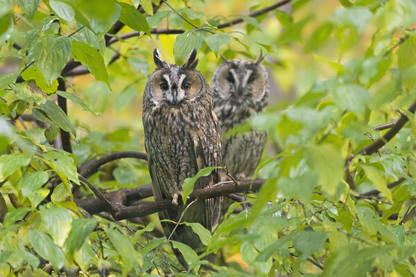 Two Long-eared Owls in Tree Picture Board by Arterra 