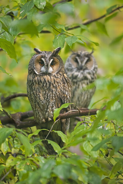 Long-eared Owl Couple in Tree Picture Board by Arterra 