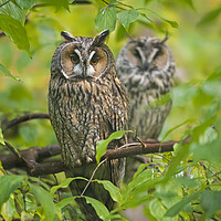 Buy canvas prints of Long-eared Owl Couple in Tree by Arterra 