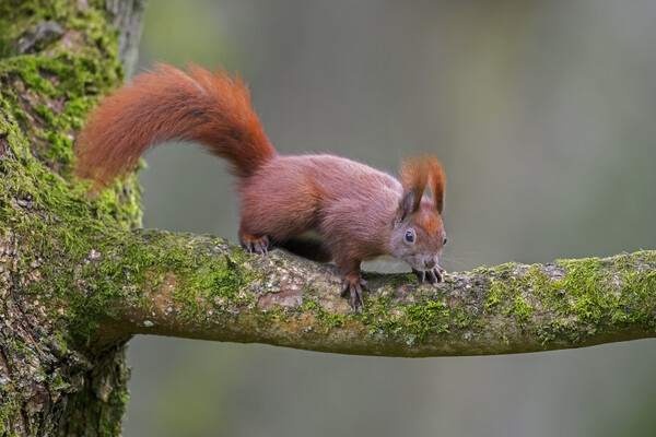 Red Squirrel in Tree Picture Board by Arterra 