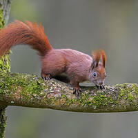 Buy canvas prints of Red Squirrel in Tree by Arterra 