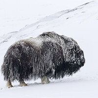Buy canvas prints of Muskox Bull in Winter by Arterra 