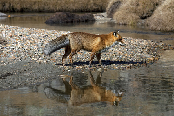 Red Fox Reflected in River Picture Board by Arterra 