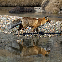 Buy canvas prints of Red Fox Reflected in River by Arterra 