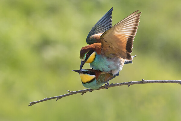 European Bee-eaters Mating Picture Board by Arterra 