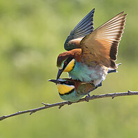 Buy canvas prints of European Bee-eaters Mating by Arterra 